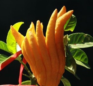 佛手的功效與作用 佛手的適合人群