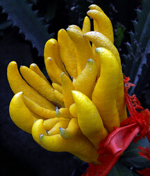 佛手的功效與作用 佛手果的食用方法