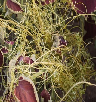 菟絲子的功效與作用 與枸杞配伍滋腎養(yǎng)肝