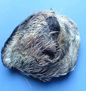 麝香的鑒別方法 怎么區(qū)分好的麝香