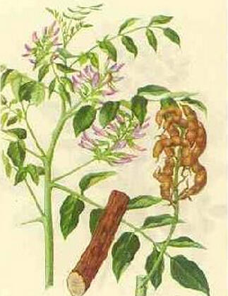 黃芪的副作用 黃芪泡水喝的禁忌