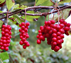 五味子 南五味子與北五味子的區(qū)別