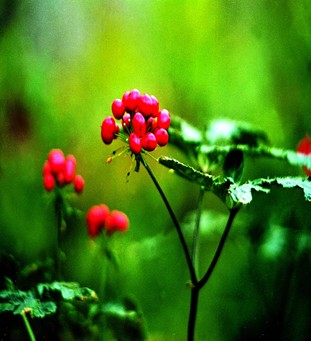 三七的功效與作用 三七增強(qiáng)免疫功能