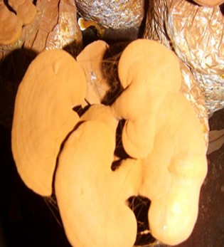 靈芝孢子粉的功效與作用 保肝護(hù)肝