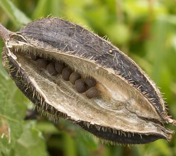 麝香的藥用價(jià)值 麝香的各家論述