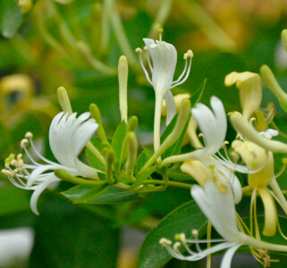 金銀花的功效與作用 金銀花茶抗炎解毒作用