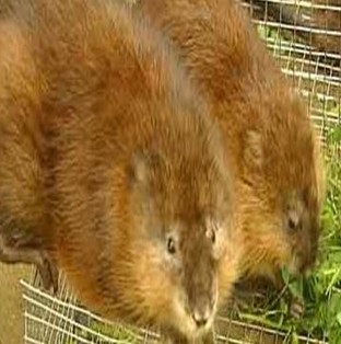 人工麝香的功效與作用 食用方法