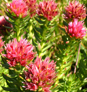 紅景天的鑒別 如何鑒別紅景天的真假