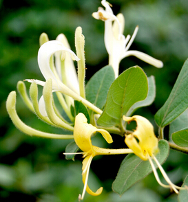 金銀花茶的功效與作用 可治慢性咽炎