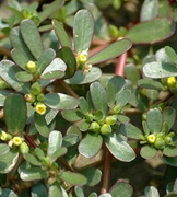 馬齒莧的藥用價值 馬齒莧草汁祛痘