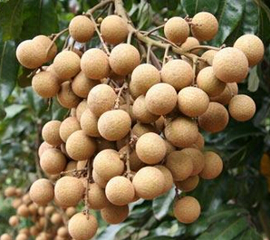 氣血不足如何調(diào)理 紅棗紅豆燕窩補色血