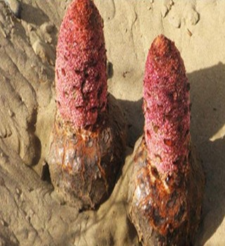 肉蓯蓉的藥物特性及有效成分