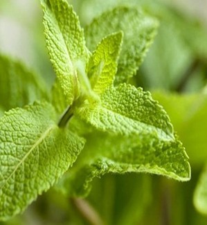 薄荷葉的功效與作用 薄荷的飲用禁忌