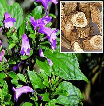 板藍根的功效與作用 治療溫毒發(fā)斑熱毒證