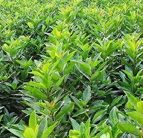 毛冬青的食用功效主治 用法用量介紹