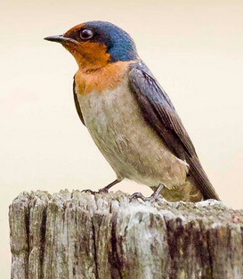 燕窩是什么 燕窩的由來