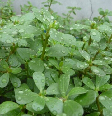 馬齒莧的副作用 馬齒莧有墮胎的功能