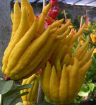 佛手的功效與作用 佛手果的食用方法