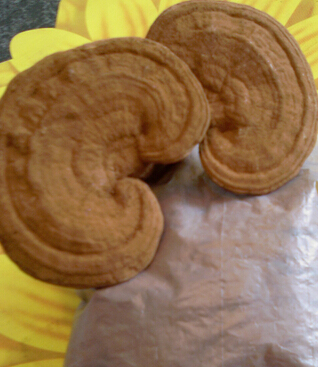 靈芝孢子粉的功效 靈芝孢子粉治療心血管