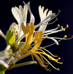 金銀花的功效與作用 金銀花茶抗炎解毒作用
