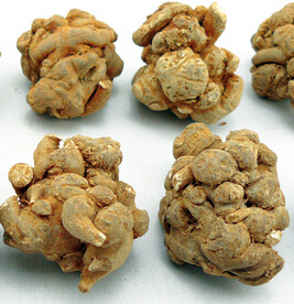 三七的功效與作用 活血化瘀消腫定痛功效