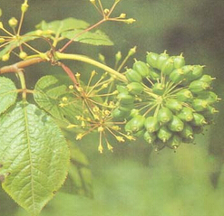 刺五加的功效與作用　刺五加葉的食用方法