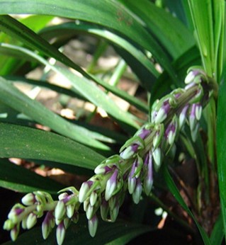 麥冬的功效與作用 麥冬的臨床應(yīng)用