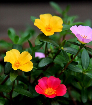 如何治療拉肚子 馬齒莧的功效與作用