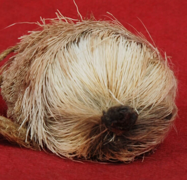 麝香的功效與作用 麝香有哪些藥理用途