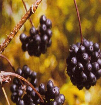 刺五加的功效與作用 刺五加的藥用價值