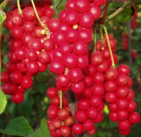 五味子 南五味子與北五味子的區(qū)別