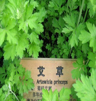 艾草的功效與作用 艾草對(duì)家居環(huán)境凈化作用