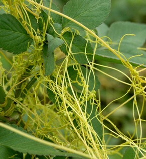菟絲子泡茶功效 補腎養(yǎng)肝明目抗衰老