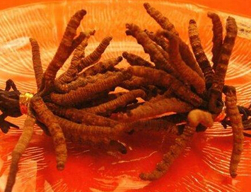 冬蟲夏草的美容功效 具有抗衰老活性物質(zhì)