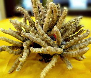 冬蟲夏草圖片 冬蟲夏草的功效與作用