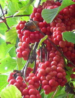 五味子的功效 南五味子與北五味子的區(qū)別