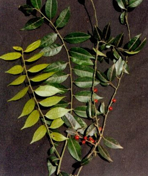 毛冬青 毛冬青的副作用及鑒別方法