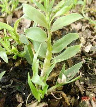 石斛的功效與作用 降低血糖血脂