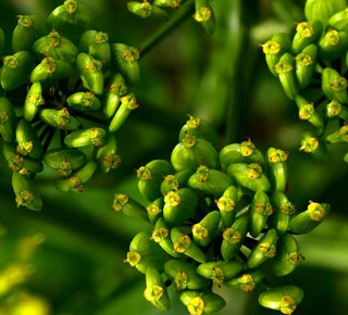 川芎補血益氣 川芎的功效與作用及禁忌