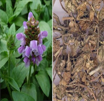 夏枯草的功效與作用 夏枯草的配伍功效