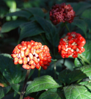 三七的功效與作用 辨別三七和土三七的區(qū)別