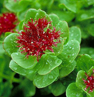 紅景天的五大作用 增強(qiáng)運(yùn)動(dòng)耐力功效