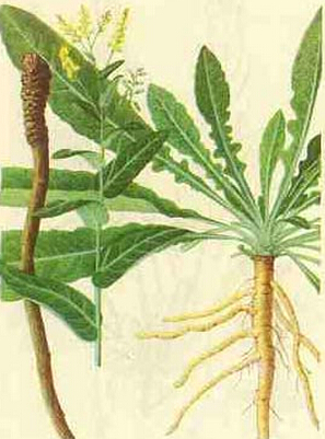 板藍(lán)根副作用 不可超3天連續(xù)服用