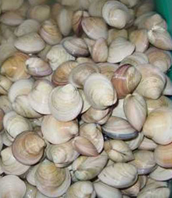 海蛤殼的功效特點 海蛤殼的藥方及配伍應用