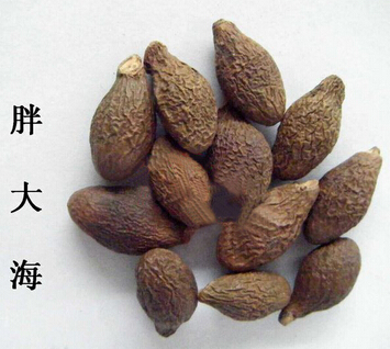 胖大海如何食用 胖大海的選購(gòu)及食用方法