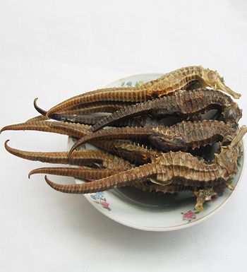 海馬的功效與作用  教你如何鑒別海馬