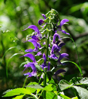 食用丹參的好處 丹參片的功效及食療價值
