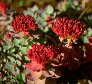 紅景天的適宜人群與功效及食用方法