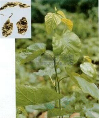 白術(shù)種植技術(shù) 白術(shù)如何種植