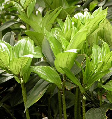 玉竹的功效與作用 玉竹的功效與作用有哪些呢